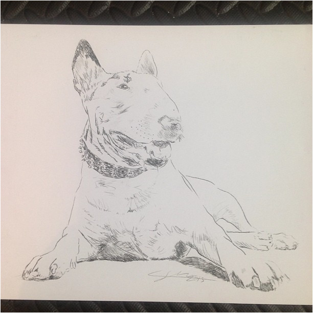 612x612 Images Of Dogs To Draw Great Pictures English Bull Terrier Pencil - English Bull Terrier Sketch