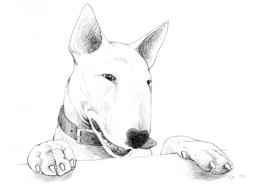 900x633 Lulu A Beautiful Bully Mind - English Bull Terrier Sketch