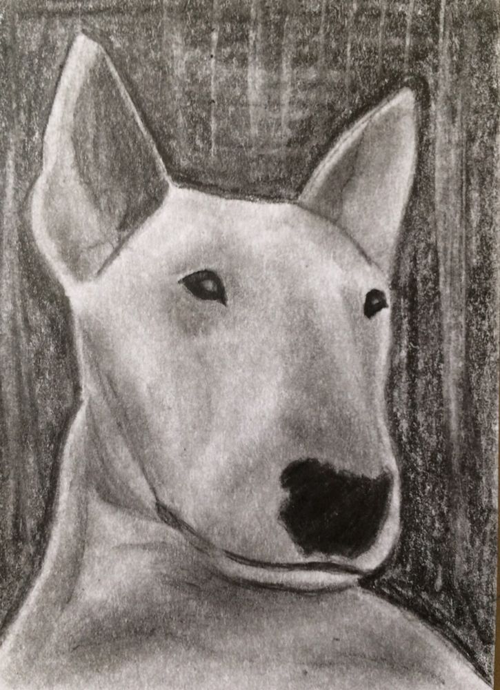 725x1000 Original Aceo Pencil Sketch Card English Bull Terrier Art Drawing - English Bull Terrier Sketch