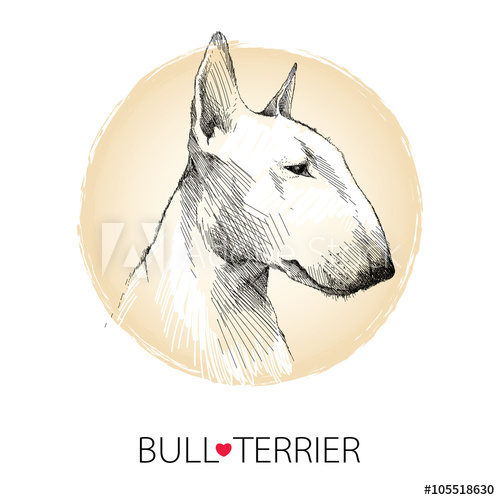 500x500 Vector Sketch Of English Bull Terrier Dog Head Profile Isolated On - English Bull Terrier Sketch