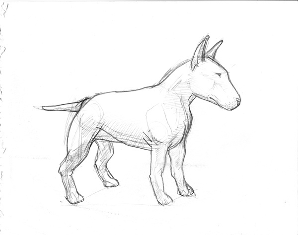 600x473 Bull Terrier - English Bull Terrier Sketch