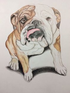 English Bulldog Sketch