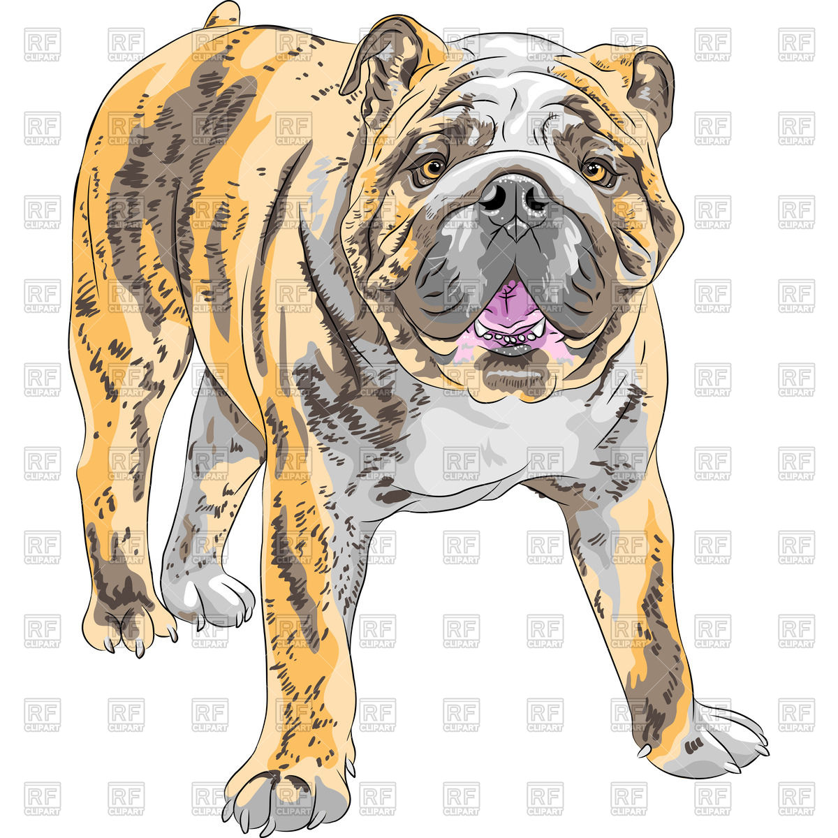 English Bulldog Sketch at PaintingValley.com | Explore collection of ...