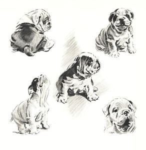 292x300 English Bulldog 5 - English Bulldog Sketch