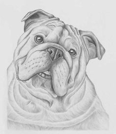 236x272 2120 Best Bulldogs Images In 2018 Cute Dogs - English Bulldog Sketch