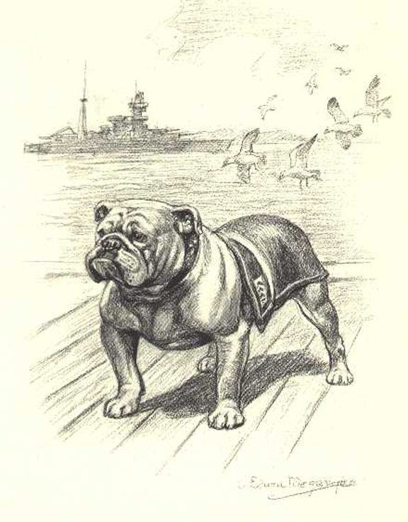 576x736 English Bulldog Sketch Photo Decoupaged On Wood Etsy - English Bulldog Sketch