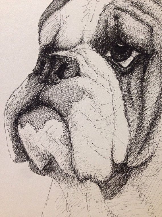 570x760 English Bulldog By Nickinoos On Etsy Shopify Board - English Bulldog Sketch