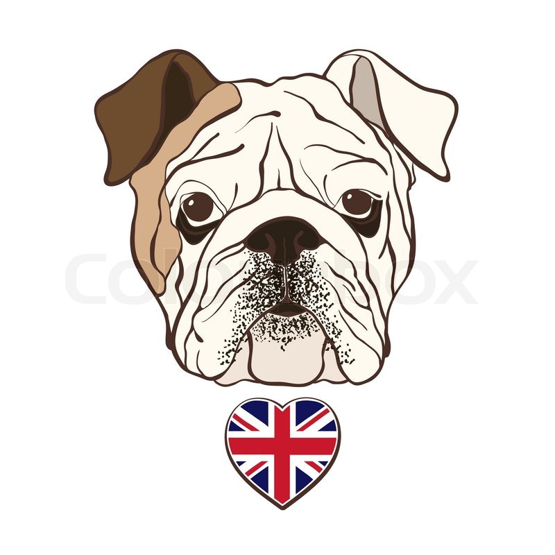 800x800 English Bulldog Face With Heart Flag Uk. Hand Drawn Vector - English Bulldog Sketch