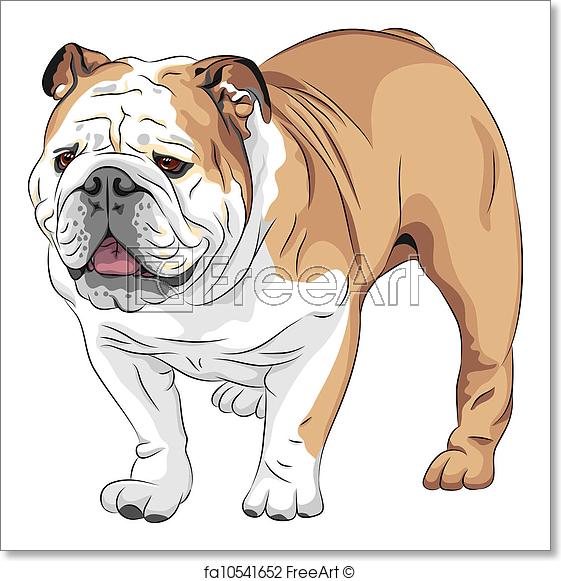 561x581 Free Art Print Of Vector Sketch Dog English Bulldog Breed. Color - English Bulldog Sketch