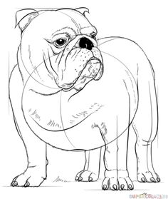 236x279 87 Best Bulldogs Drawing Images In 2018 English - English Bulldog Sketch