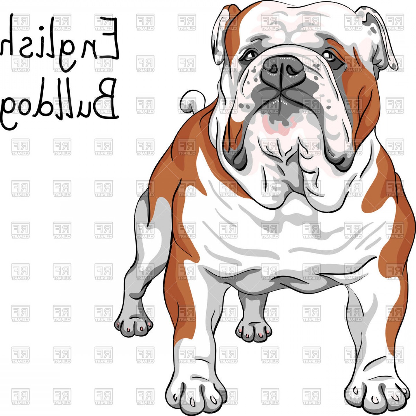 1440x1440 Sketch Of English Bulldog Breed Vector Clipart Shopatcloth - English Bulldog Sketch