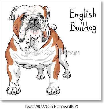 362x382 Art Print Of Vector Sketch Dog English Bulldog Breed Barewalls - English Bulldog Sketch