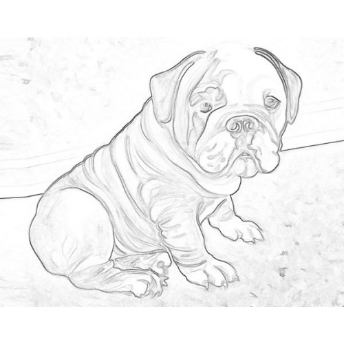 500x500 Bulldog Sketch For Canvas Painting - English Bulldog Sketch