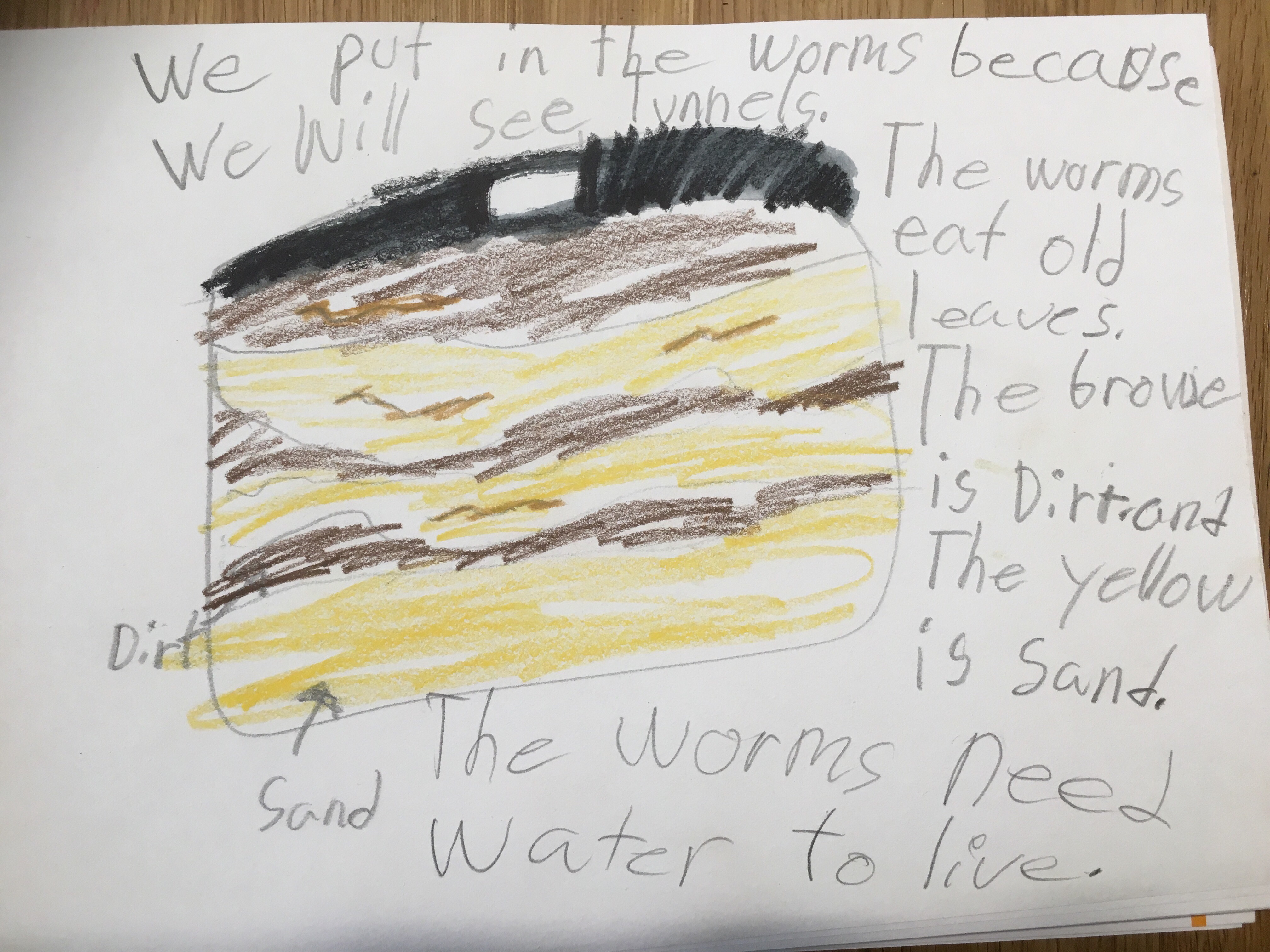 4032x3024 English Club Worm Farm Sketches Amp Sand Runs! Squashed Tomatoes - English Sketches