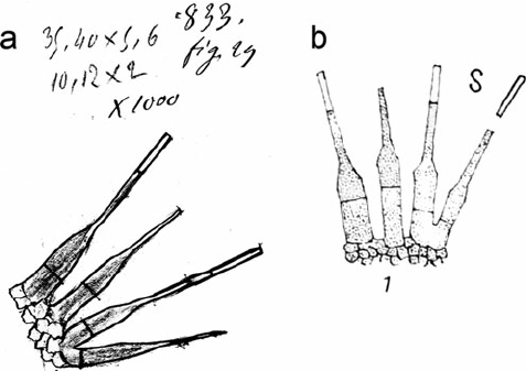 477x337 Chalara Austriaca . A. Sketch On The Envelope Of The Type Specimen - Envelope Sketch