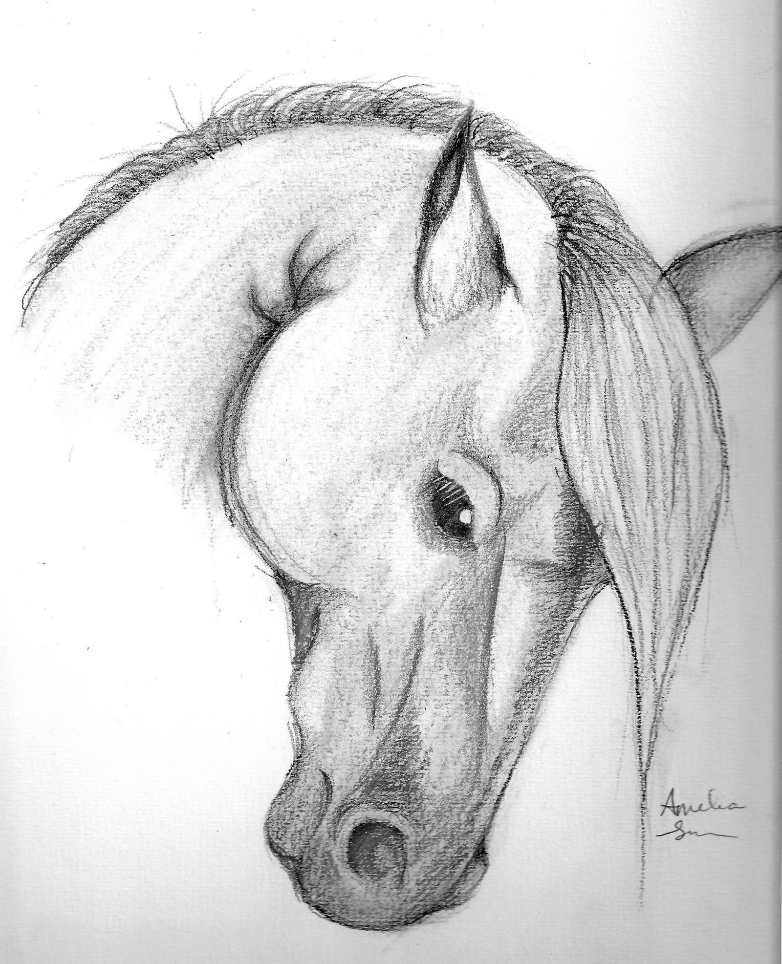 1600x1973 Horse Head Sketch Images Sketches Of Horse Heads Sketches Of - Equestrian Sketches