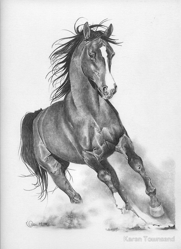 582x800 Pencil Drawings Of Horses Horse Pencil Drawings Horses - Equestrian Sketches