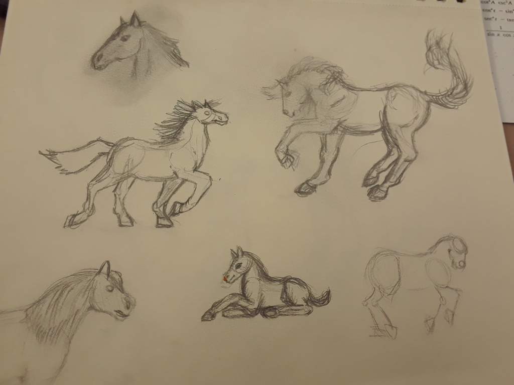 1024x768 Quick Horse Sketches From Class Equestrian Amino - Equestrian Sketches