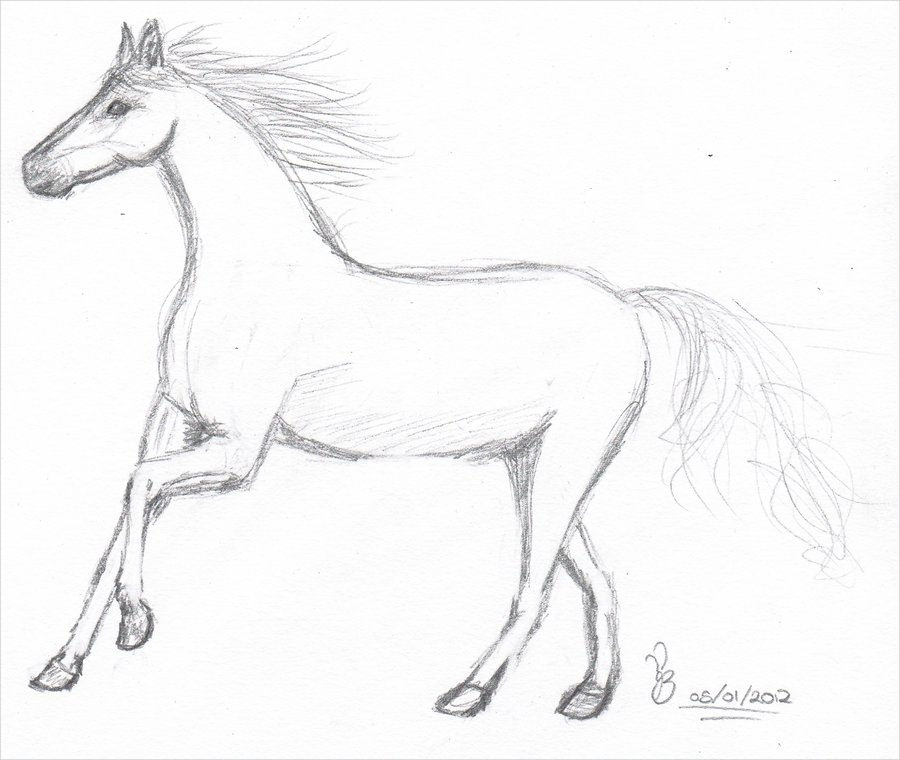 Equestrian Sketches at PaintingValley.com | Explore collection of ...