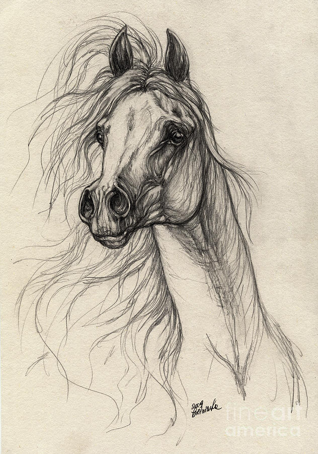632x900 Arabian Horse Drawing 37 Drawing By Angel Ciesniarska - Equine Sketches