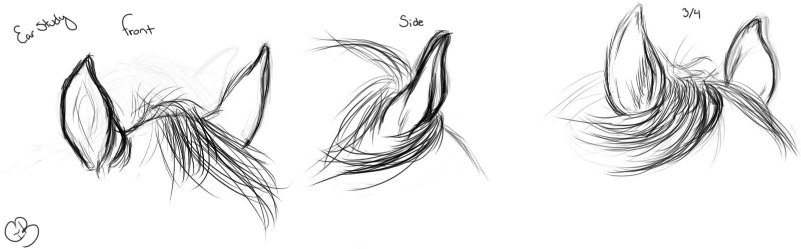 1600x498 Sketches~ Horse Ear Study By Chellythebean - Equine Sketches
