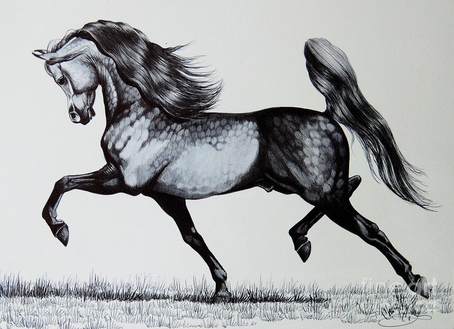 900x654 Arabian Horse Sketches - Equine Sketches