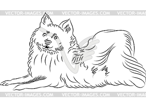 300x210 Sketch American Eskimo Dog Breed Lying - Eskimo Sketch