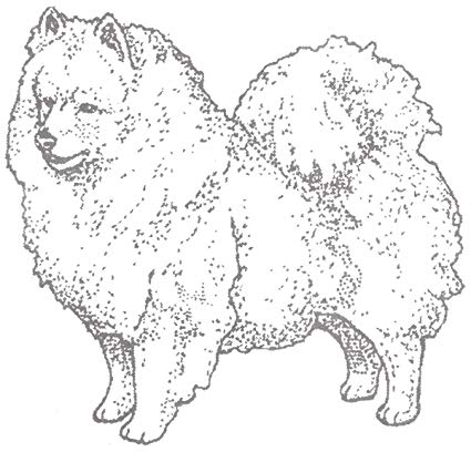 425x408 American Eskimo Rubber Stamp 1e Size 2 Wide X 1 34 - Eskimo Sketch