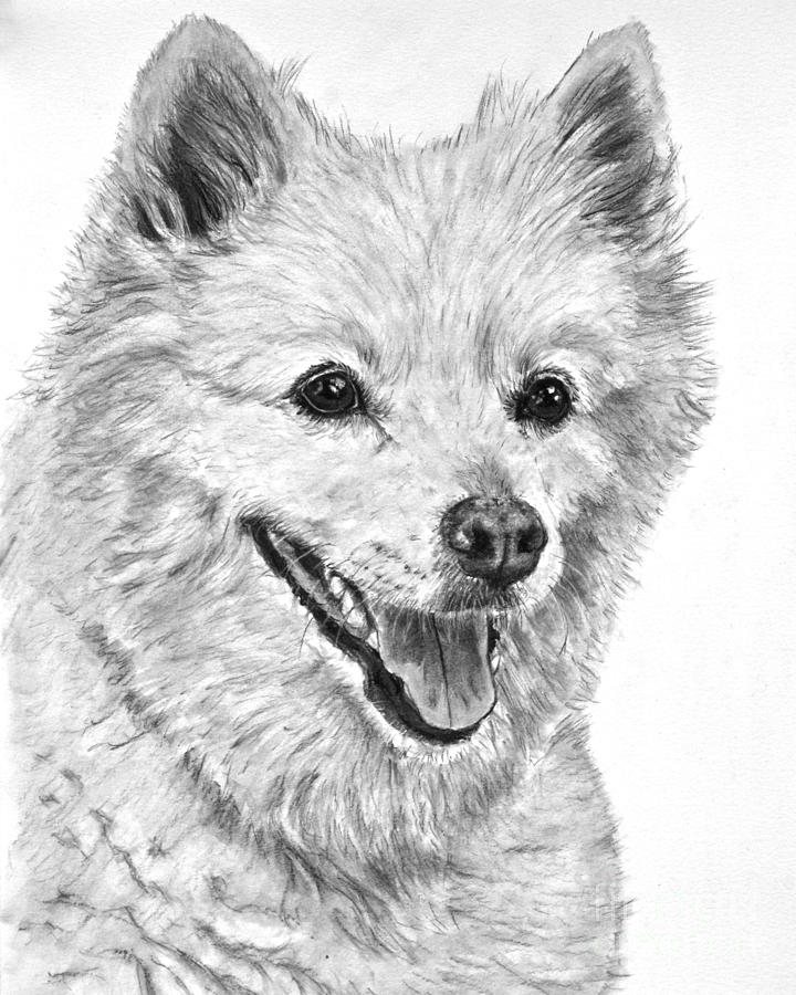 720x900 American Eskimo Charcoal Drawing Drawing By Kate Sumners - Eskimo Sketch