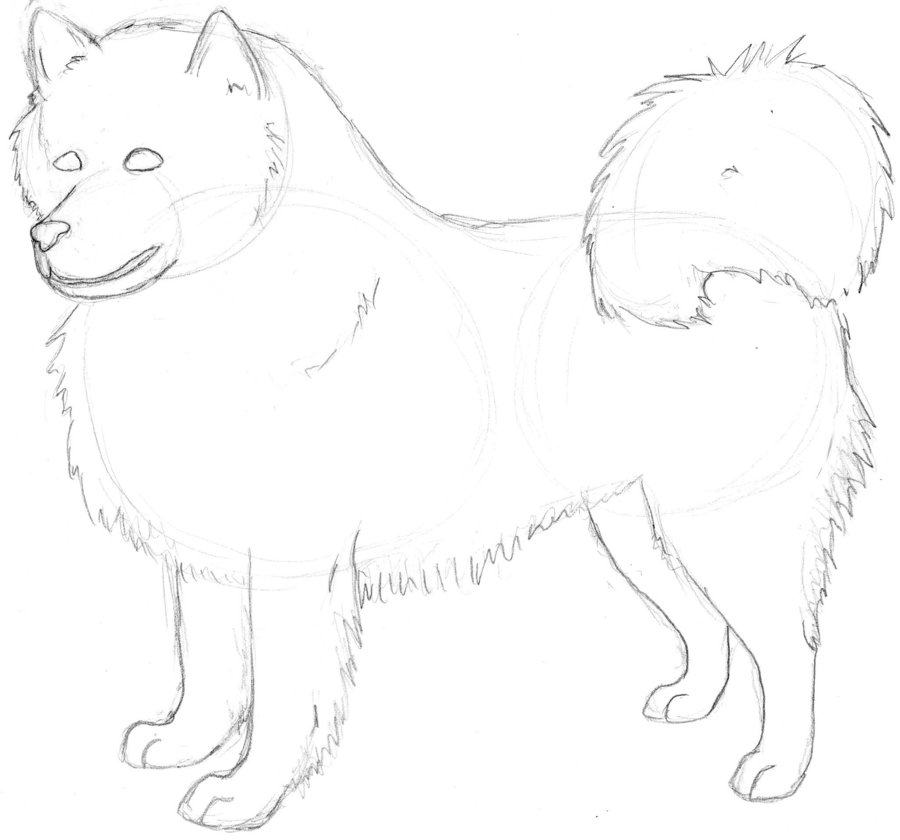 900x840 American Eskimo Dog Sketch By Ronlvr1 - Eskimo Sketch