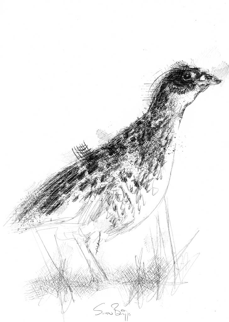 728x1024 Sketch A Day Seanbriggs - Etsy Sketch