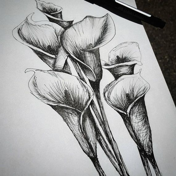 570x570 Calla Lilly Flower - Etsy Sketch