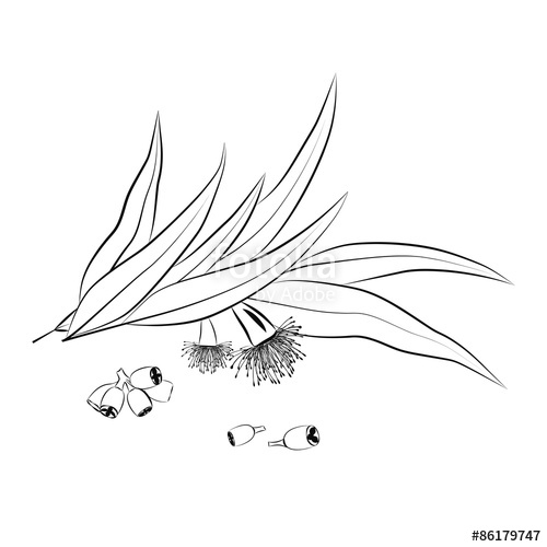 500x500 Eucalyptus Leaves, Flowers And Seeds Outline Stock Image And - Eucalyptus Leaf Sketch