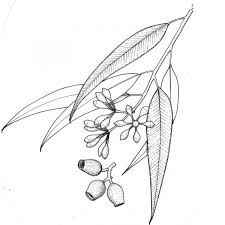 225x225 Eucalyptus Leaves Drawing - Eucalyptus Leaf Sketch