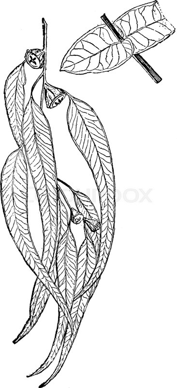 366x800 Eucalyptus Leaves Hanging Obliquely, Vintage Line Drawing Or - Eucalyptus Leaf Sketch