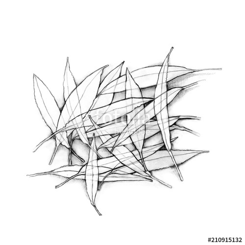 500x500 Eucalyptus Leaves. Pencil Drawing Leaves On White Background - Eucalyptus Leaf Sketch