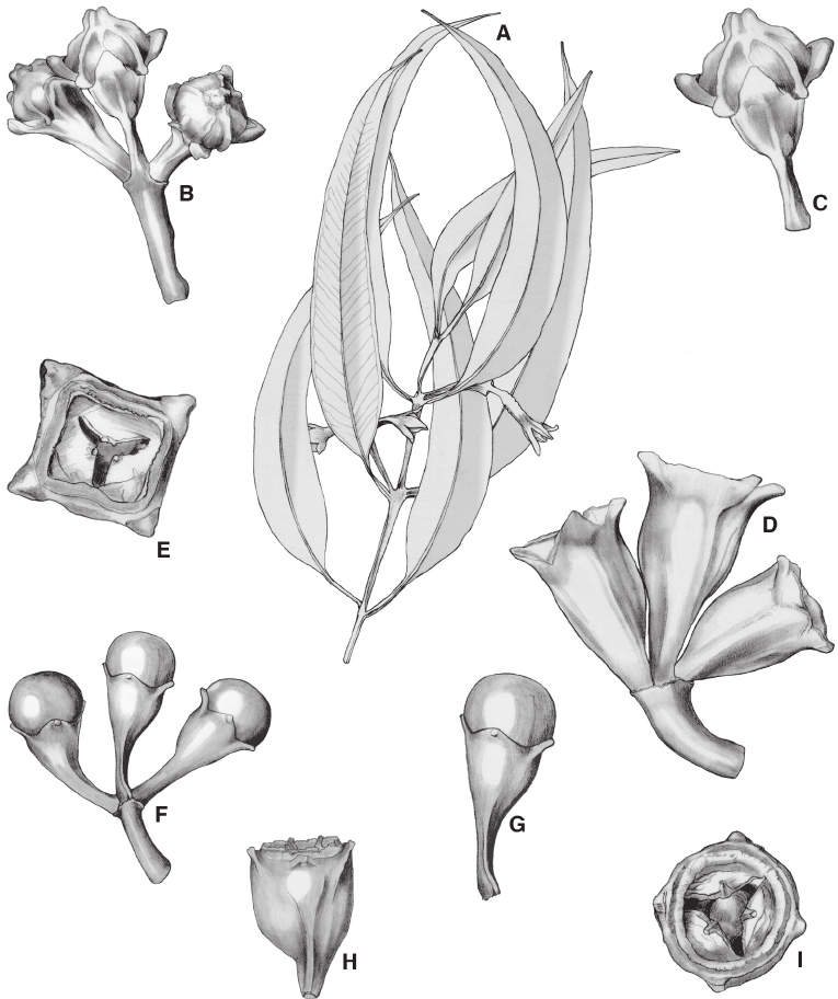 765x912 Eucalyptus Megasepala . A. Branchlet Showing Opposite To Sub - Eucalyptus Leaf Sketch