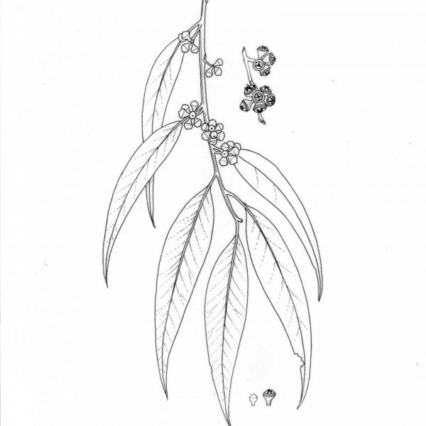 600x600 Eucalyptus Propinqua - Eucalyptus Leaf Sketch