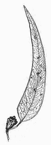 178x502 101 Best Tattoos Images Tattoos, Art Pieces And - Eucalyptus Leaf Sketch