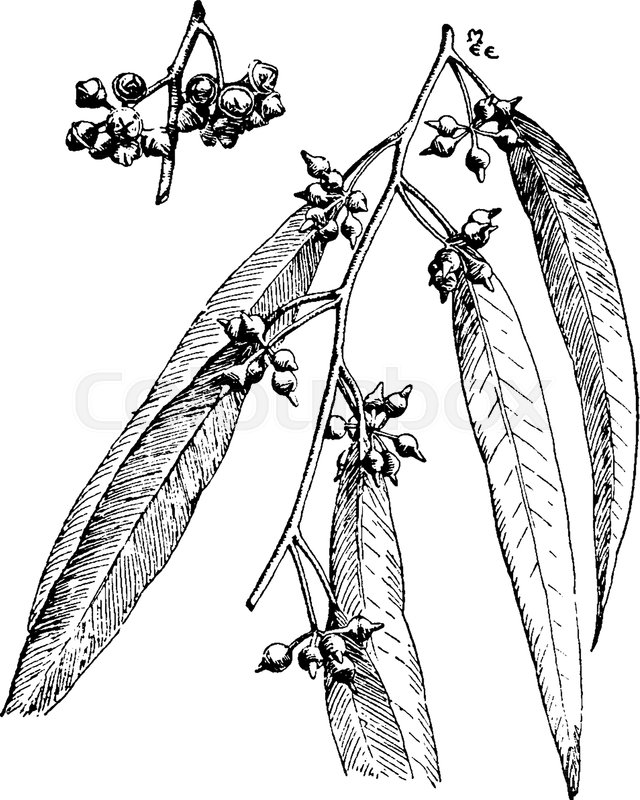 640x800 Eucalyptus Tree With Multiple Buds, Vintage Line Drawing Or - Eucalyptus Leaf Sketch