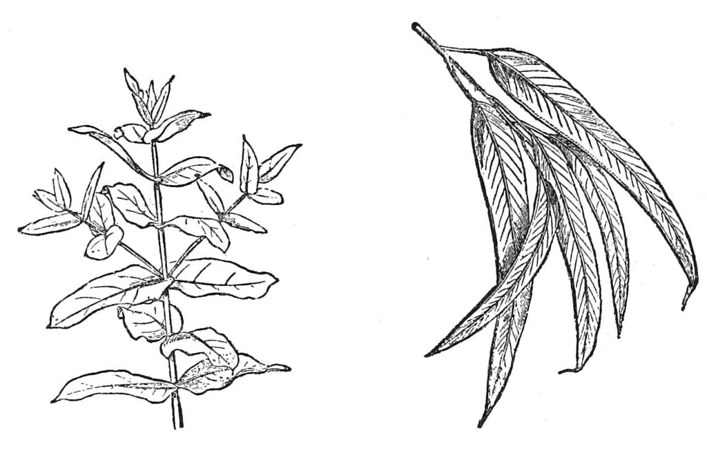 1024x650 Filepsm V27 D371 Arrangement Of The Eucalyptus Leaves.jpg - Eucalyptus Leaf Sketch