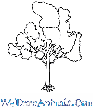 300x350 How To Draw An Eucalyptus Tree - Eucalyptus Leaf Sketch