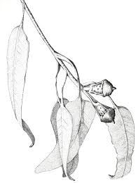 194x260 105 Best Tattoos Images In 2018 Botanical Tattoo - Eucalyptus Leaf Sketch