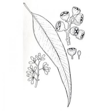 384x384 Image Result For Eucalyptus Simple Drawing Tattoos - Eucalyptus Leaf Sketch