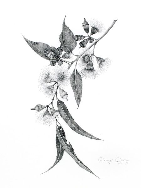 450x600 Tattoo Idea Eucalyptus Flowersleaves Wear - Eucalyptus Leaf Sketch