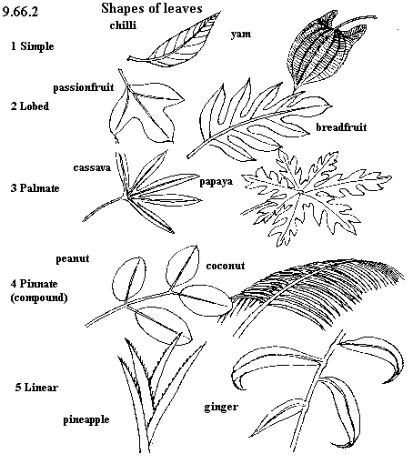 454x510 Year3 - Eucalyptus Leaf Sketch