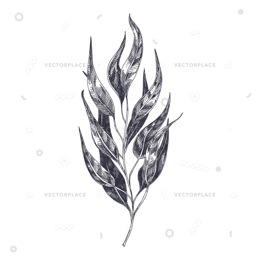 1000x1000 Beautiful Hand Drawn Eucalyptus Leaf Detailed Vector Illustration - Eucalyptus Leaf Sketch