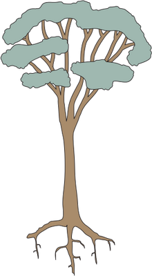 220x400 Drawn Roots Eucalyptus Tree - Eucalyptus Leaf Sketch