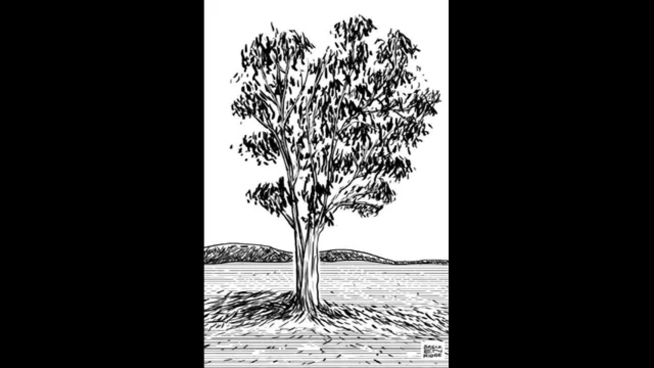 1280x720 Eucalyptus Tree Animated Sketch - Eucalyptus Leaf Sketch