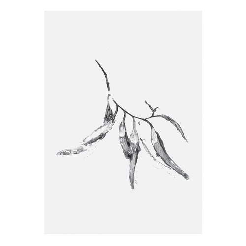 500x500 Eucalyptus Leaves 3 Printed Wall Art Temple Amp Webster - Eucalyptus Sketch